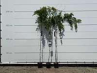 3x blauwe regen - wisteria sinensis - hoogte ca. 200 cm - afbeelding 1 van  4