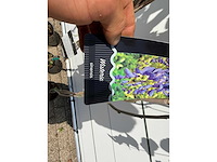 3x blauwe regen - wisteria sinensis - hoogte ca. 200 cm - afbeelding 2 van  4