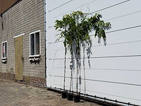 3x blauwe regen - wisteria sinensis - hoogte ca. 200 cm - afbeelding 3 van  4