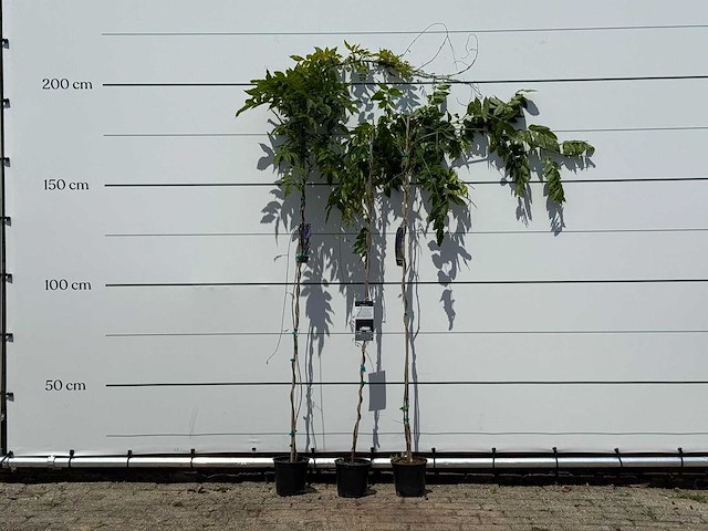 3x blauwe regen - wisteria sinensis - hoogte ca. 200 cm - afbeelding 1 van  3