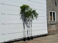 3x blauwe regen - wisteria sinensis - hoogte ca. 200 cm - afbeelding 2 van  3