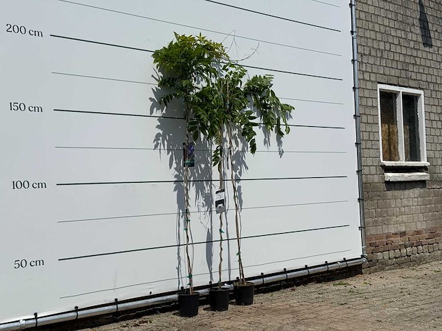 3x blauwe regen - wisteria sinensis - hoogte ca. 200 cm - afbeelding 1 van  1