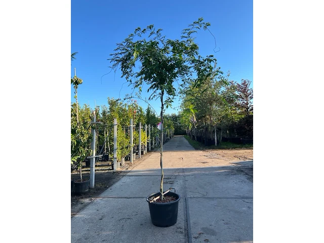 3x blauweregen, wisteria 'prolific', dakvorm, blauwe bloei, ca. 2.5 m hoog - afbeelding 1 van  4