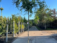 3x blauweregen, wisteria 'prolific', dakvorm, blauwe bloei, ca. 2.5 m hoog