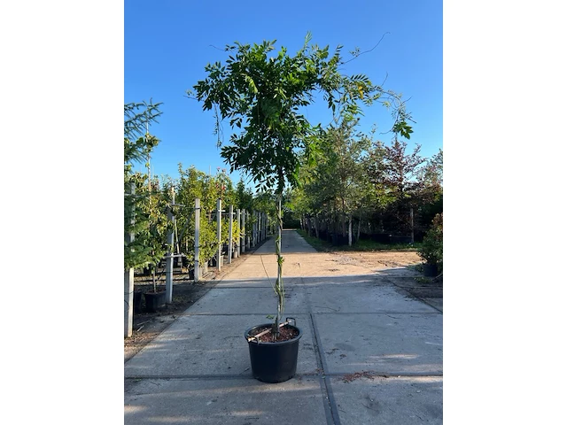 3x blauweregen, wisteria 'prolific', dakvorm, blauwe bloei, ca. 2.5 m hoog - afbeelding 2 van  4