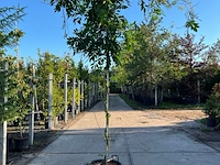 3x blauweregen, wisteria 'prolific', dakvorm, blauwe bloei, ca. 2.5 m hoog - afbeelding 2 van  4