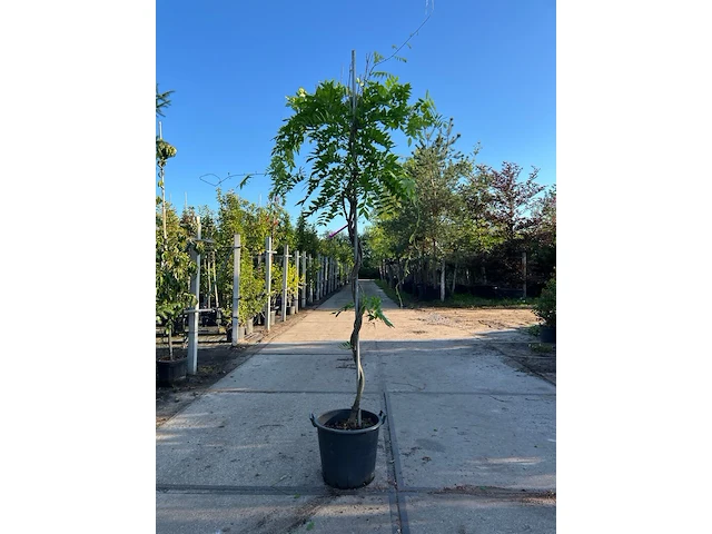 3x blauweregen, wisteria 'prolific', dakvorm, blauwe bloei, ca. 2.5 m hoog - afbeelding 3 van  4