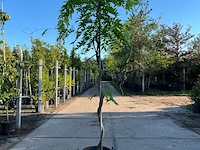 3x blauweregen, wisteria 'prolific', dakvorm, blauwe bloei, ca. 2.5 m hoog - afbeelding 3 van  4