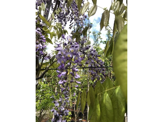 3x blauweregen, wisteria 'prolific', dakvorm, blauwe bloei, ca. 2.5 m hoog - afbeelding 4 van  4