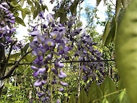 3x blauweregen, wisteria 'prolific', dakvorm, blauwe bloei, ca. 2.5 m hoog - afbeelding 4 van  4
