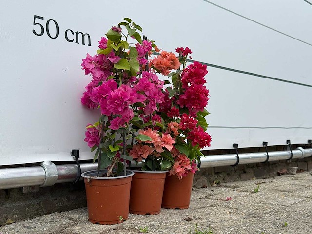 3x bougainvillea piramide mix - bougainvillea - hoogte ca. 50 cm - afbeelding 3 van  4