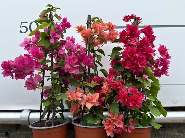 3x bougainvillea piramide mix - bougainvillea - hoogte ca. 50 cm - afbeelding 4 van  4