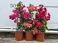 3x bougainvillea piramide mix - bougainvillea - hoogte ca. 60 cm - afbeelding 1 van  4