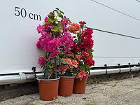 3x bougainvillea piramide mix - bougainvillea - hoogte ca. 60 cm - afbeelding 3 van  4