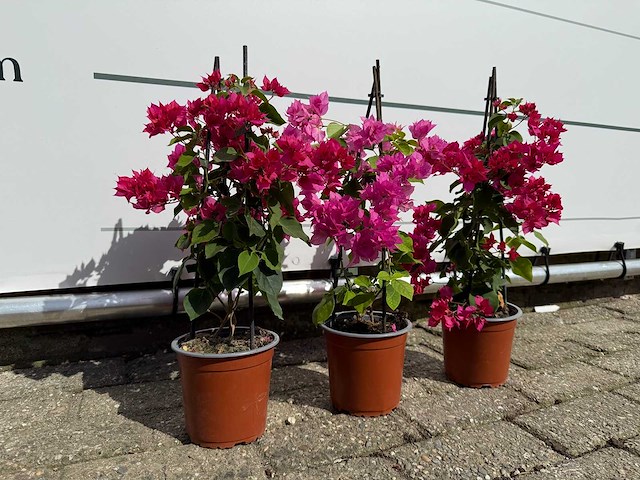 3x bougainvillea piramide mix - bougainvillea piramide mix - hoogte ca. 40 cm - afbeelding 5 van  5