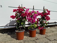 3x bougainvillea piramide mix - bougainvillea piramide mix - hoogte ca. 40 cm - afbeelding 5 van  5