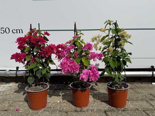 3x bougainvillea piramide mix - bougainvillea piramide mix - hoogte ca. 40 cm - afbeelding 1 van  9