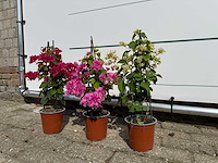 3x bougainvillea piramide mix - bougainvillea piramide mix - hoogte ca. 40 cm - afbeelding 2 van  9