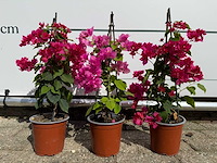 3x bougainvillea piramide mix - bougainvillea piramide mix - hoogte ca. 40 cm - afbeelding 7 van  9