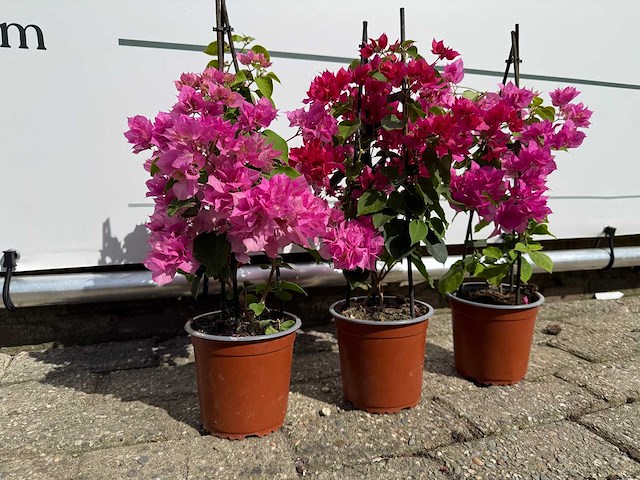 3x bougainvillea piramide mix - bougainvillea piramide mix - hoogte ca. 40 cm - afbeelding 5 van  9