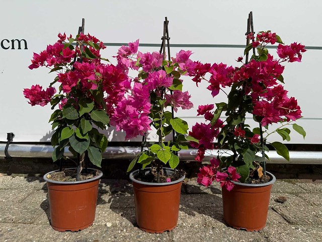3x bougainvillea piramide mix - bougainvillea piramide mix - hoogte ca. 40 cm - afbeelding 7 van  9