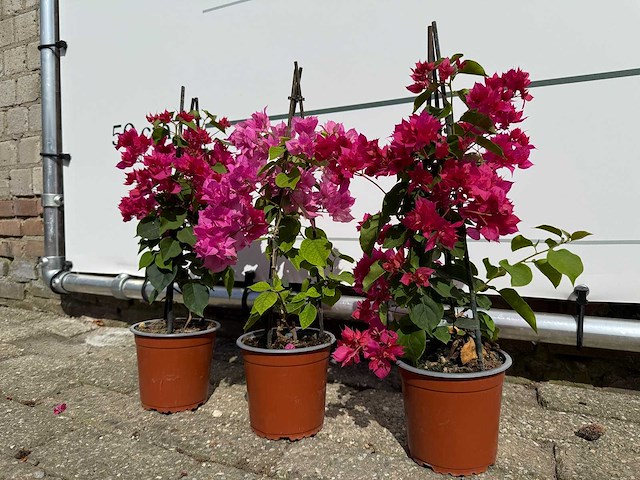 3x bougainvillea piramide mix - bougainvillea piramide mix - hoogte ca. 40 cm - afbeelding 8 van  9