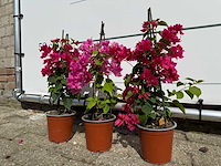 3x bougainvillea piramide mix - bougainvillea piramide mix - hoogte ca. 40 cm - afbeelding 8 van  9