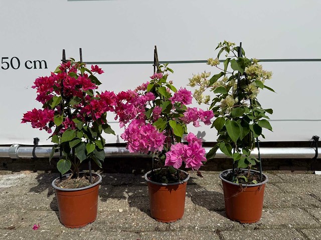 3x bougainvillea piramide mix - bougainvillea piramide mix - hoogte ca. 40 cm - afbeelding 1 van  9