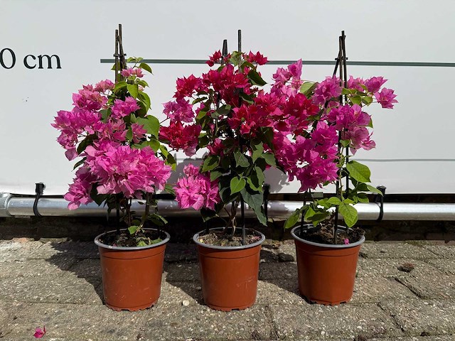 3x bougainvillea piramide mix - bougainvillea piramide mix - hoogte ca. 40 cm - afbeelding 4 van  9