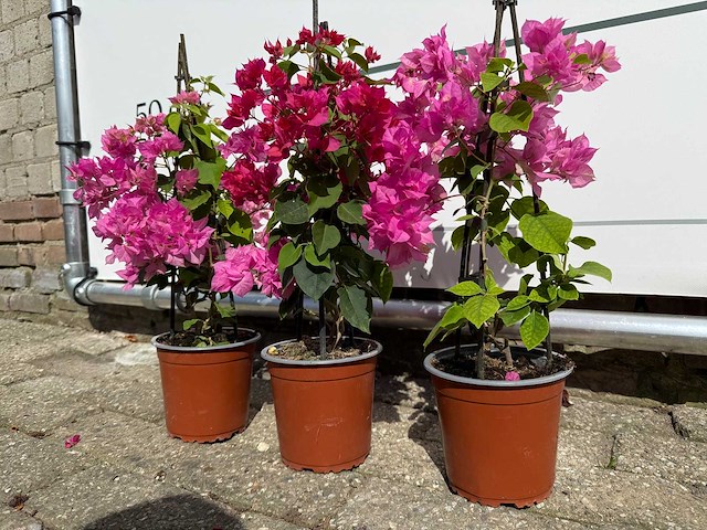 3x bougainvillea piramide mix - bougainvillea piramide mix - hoogte ca. 40 cm - afbeelding 6 van  9