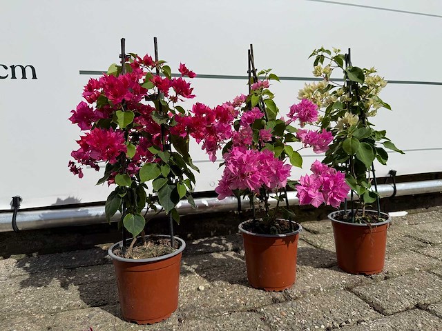 3x bougainvillea piramide mix - bougainvillea piramide mix - hoogte ca. 40 cm - afbeelding 3 van  9