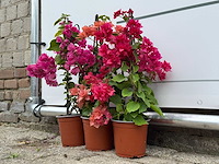 3x bougainvillea piramide mix - bougainvillea piramide mix - hoogte ca. 50 cm - afbeelding 2 van  4