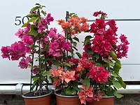 3x bougainvillea piramide mix - bougainvillea piramide mix - hoogte ca. 50 cm - afbeelding 4 van  4