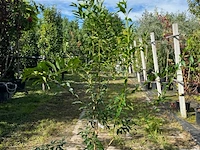 3x chinees klokje, forsythia 'spectabilis', sierheester, gele bloei, ca. 100-150 cm hoog