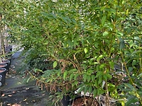 3x chinees klokje, forsythia 'spectabilis', sierheester, gele bloei, ca. 100-150 cm hoog - afbeelding 2 van  3