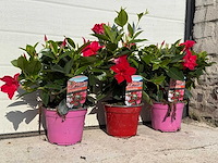 3x dipladenia mix - 1x rood, 1x wit, 1x roze - dipladenia rio - hoogte ca. 20 cm - afbeelding 2 van  3