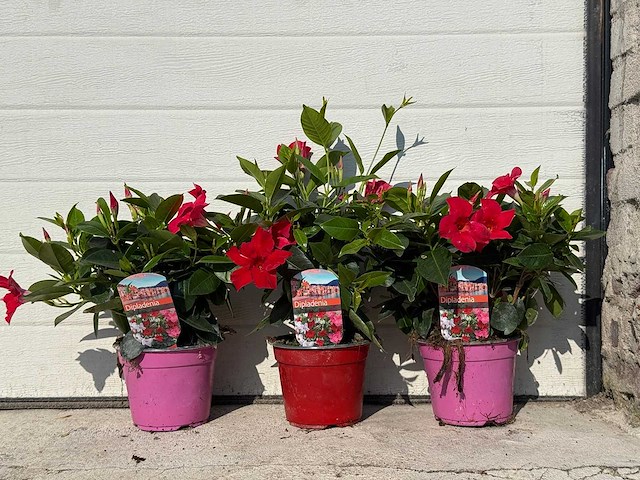 3x dipladenia mix - 1x rood, 1x wit, 1x roze - dipladenia rio - hoogte ca. 20 cm - afbeelding 1 van  4