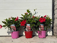 3x dipladenia mix - 1x rood, 1x wit, 1x roze - dipladenia rio - hoogte ca. 20 cm - afbeelding 1 van  4