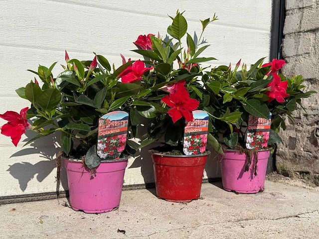 3x dipladenia mix - 1x rood, 1x wit, 1x roze - dipladenia rio - hoogte ca. 20 cm - afbeelding 2 van  4