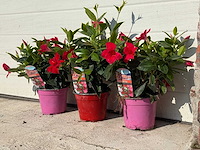 3x dipladenia mix - 1x rood, 1x wit, 1x roze - dipladenia rio - hoogte ca. 20 cm - afbeelding 3 van  4