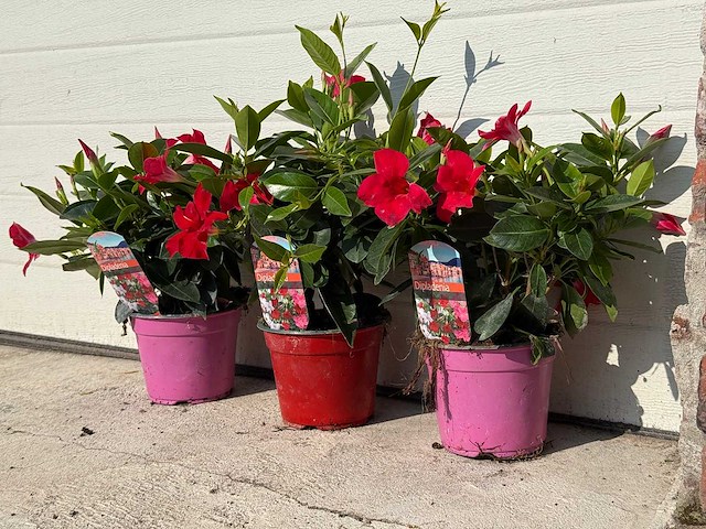 3x dipladenia mix - 1x rood, 1x wit, 1x roze - dipladenia rio - hoogte ca. 40 cm - afbeelding 3 van  4