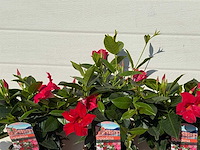 3x dipladenia mix - 1x rood, 1x wit, 1x roze - dipladenia rio - hoogte ca. 40 cm - afbeelding 4 van  4