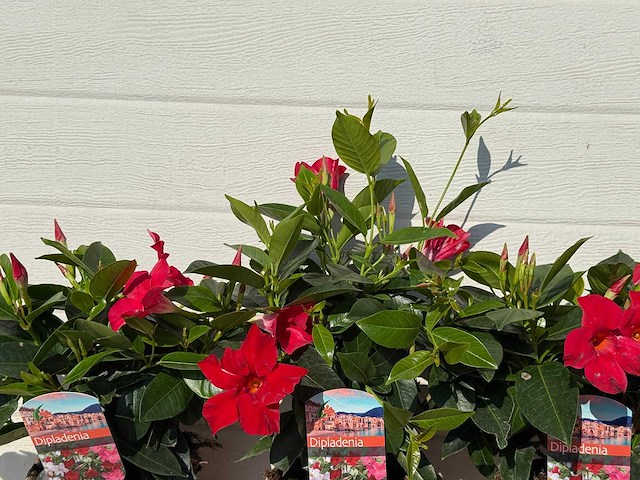 3x dipladenia mix - 1x wit, 2x roze - dipladenia rio - hoogte ca. 20 cm - afbeelding 2 van  2