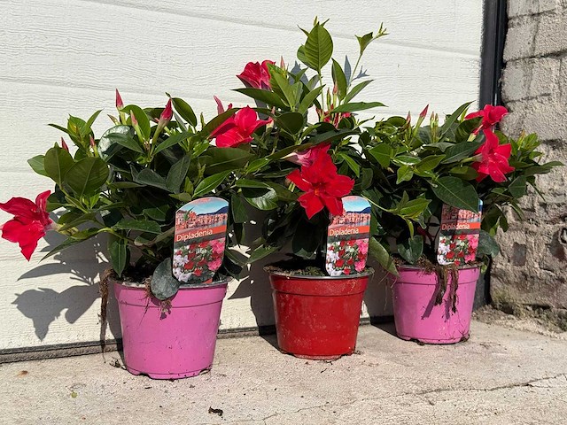 3x dipladenia mix - dipladenia rio - hoogte ca. 20 cm - afbeelding 2 van  4