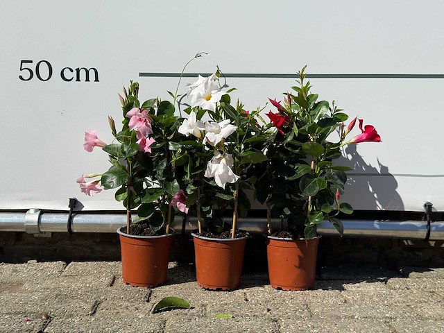 3x dipladenia piramide mix - dipladenia piramide mix - hoogte ca. 40 cm - afbeelding 1 van  2