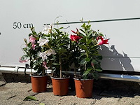 3x dipladenia piramide mix - dipladenia piramide mix - hoogte ca. 40 cm - afbeelding 2 van  3