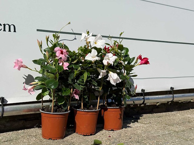 3x dipladenia piramide mix - dipladenia piramide mix - hoogte ca. 40 cm - afbeelding 3 van  3