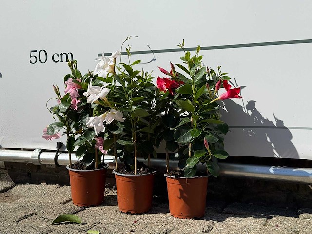 3x dipladenia piramide mix - dipladenia piramide mix - hoogte ca. 40 cm - afbeelding 2 van  3