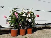 3x dipladenia piramide mix - dipladenia piramide mix - hoogte ca. 40 cm - afbeelding 3 van  3