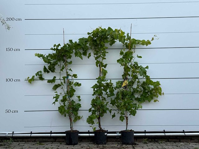 3x druivenplant - vitis vinifera - hoogte ca. 180 cm - afbeelding 2 van  6